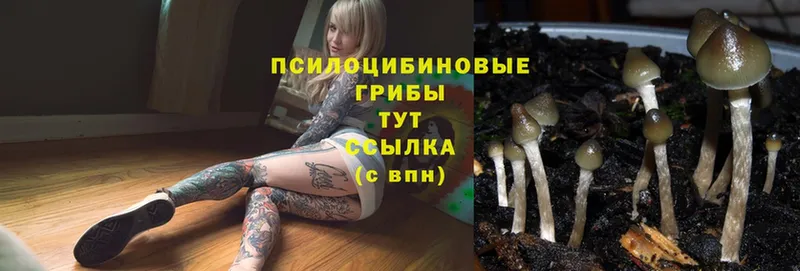 omg сайт  Инсар  нарко площадка формула  Псилоцибиновые грибы Magic Shrooms 